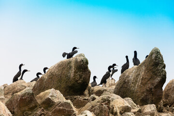 Ballestas Islands, Perù