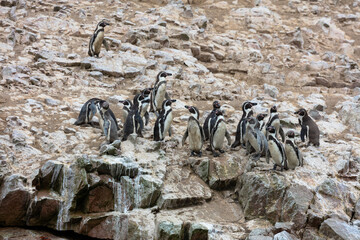 Ballestas Islands, Perù