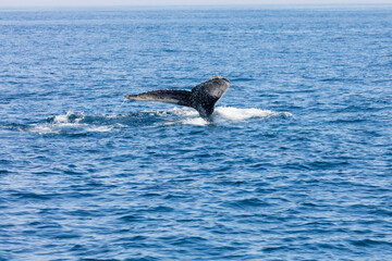 Fototapeta premium Whale, cape cod