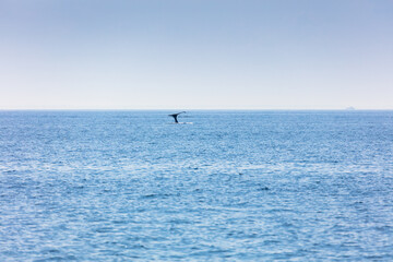 Fototapeta premium Whale, cape cod