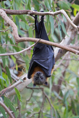 Grey Headed Flying Fox Hanging Upside Down
