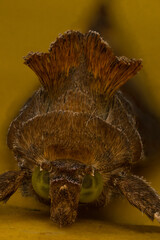 moth insect