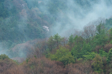 朝靄と一本の桜が咲く山