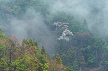 桜の周囲に発生した朝靄