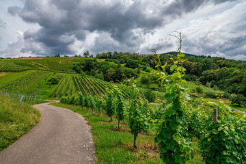 Fototapeta na wymiar Green grapevine in Bühl, Black Forest, Germany, on a sunny summer day with a blue sky and beautiful white clouds