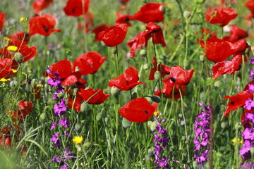 Nature's spring adventure, flowers and colors
