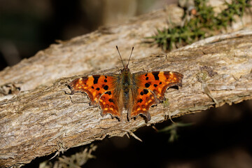 Fototapeta na wymiar A Comma Butterfly basking on a Gorse branch.