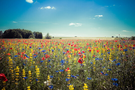 A Meadow with poppy flowers, centaurea flowers and lupine flowers blooming with blue sky above and some trees in the background
