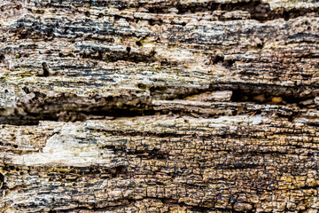 Background very old textured crack wood with lines.
