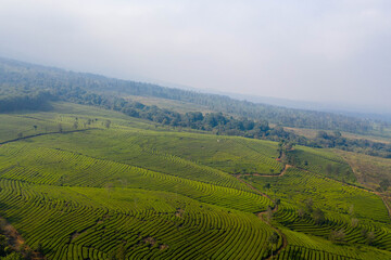 Fototapeta na wymiar indonesia-plantage-nature-aerial