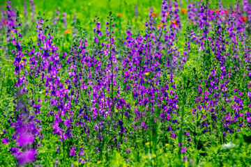 Nature's spring adventure, flowers and colors
