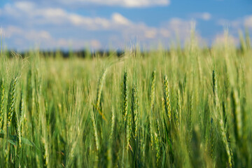 green wheat field on blue sky background