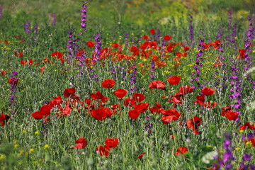 Fototapeta premium Nature's spring adventure, flowers and colors 