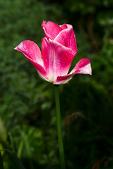 Pink tulip flower with dew drops