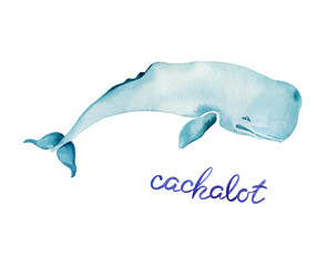 Blue cachalot with lettering. Watercolor illustration isolated on white.