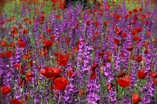 Nature's spring adventure, flowers and colors
