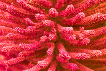 Background red textured flower with lines.