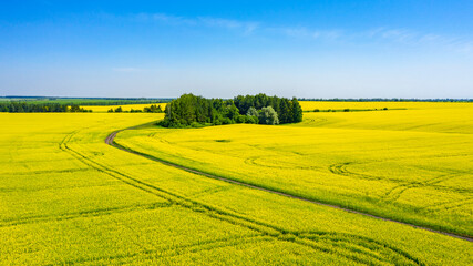 In the middle of a field of flowering rapeseed is a small forest and a dirt road leading to it, yellow rapeseed flowers against the blue sky.