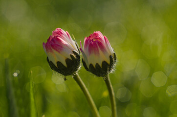 Kwiaty na łące © M