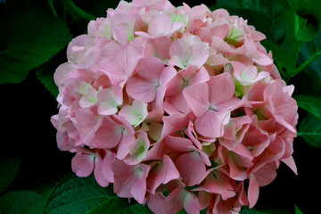 Fiore di ortensia in primavera