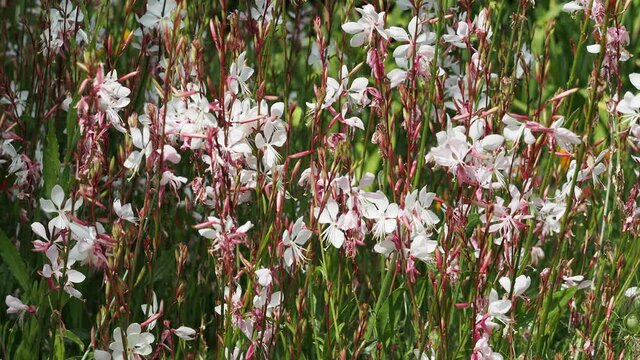 (Gaura lindheimeri) Parterre d&eacute;coratif de Gaura de Lindheimer blanc aux fleurs &eacute;toil&eacute;es, abondantes et group&eacute;es le long de hautes tiges l&eacute;g&egrave;res et ramifi&eacute;es se mouvant dans le vent