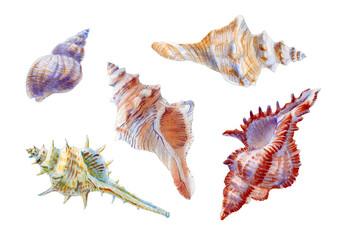 Watercolor set of seashells on white background for your menu, card, invitation, greeting or design.