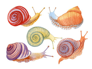 Hand drawn watercolor set of colorful snails isolated on white.