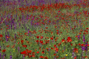 Nature's spring adventure, flowers and colors
