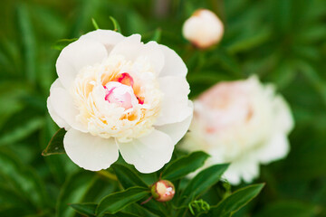 Amazing beautiful white peonies in the garden. Blurred background. Close up. Space for a text. 