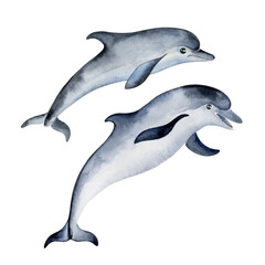 Fototapeta premium Two dolphins isolated on white background. Hand-painted watercolor illustration.