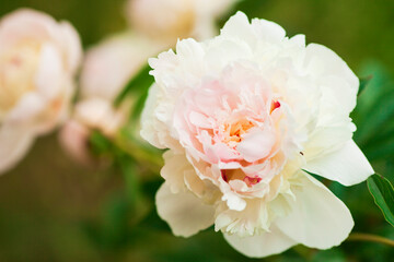 Amazing beautiful white peonies in the garden. Blurred background. Close up. Space for a text. 