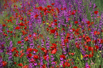 Nature's spring adventure, flowers and colors
