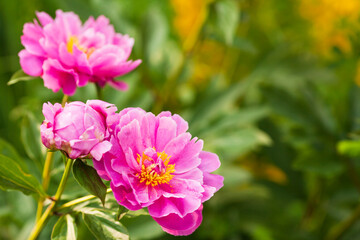 Amazing beautiful pink peonies in the garden. Blurred background. Close up. Space for a text. 