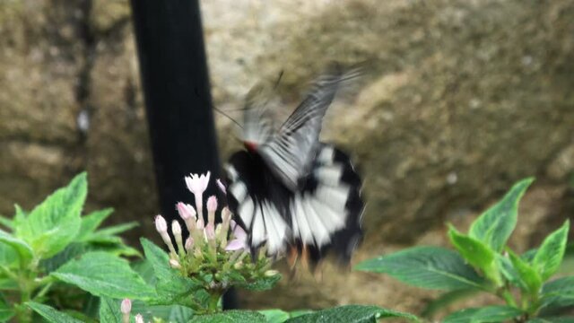 ナガサキアゲハ 蝶 メス 4K /  Papilio memnon Linnaeus. Great Mormon Butterfly feeding on nectar. Female. Nagasaki ageha. Closeup shot. 4K