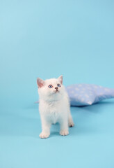 Fototapeta premium White fold Scottish breed kitten sits and looking up, studio photography on a blue background