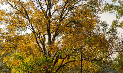 Naklejka premium Pecan walnut tree (Carya illinoinensis) with yellowed leaves in winter morning in Brazil