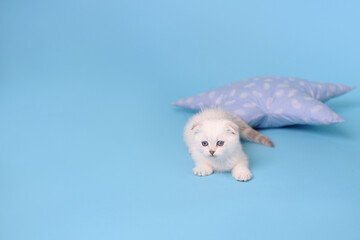 White fold Scottish breed kitten lies on a blue background next to the pillow, studio photography