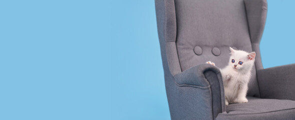 Scottish breed white kitten sits in a gray armchair and looks in surprise, studio photography on a blue background with a copy space