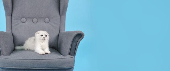 White fold Scottish breed kitten lies in a grey chair and looks carefully away, a Studio photo on a blue background with a copy space