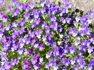 Obraz premium Wild pansy viola tricolor violet flowers in the garden