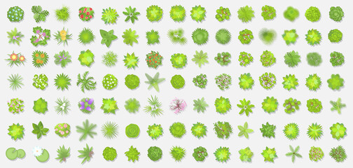 Vector set. Trees top view. Different plants and trees vector set for architectural or landscape design. (View from above) Nature green spaces. - 358952430