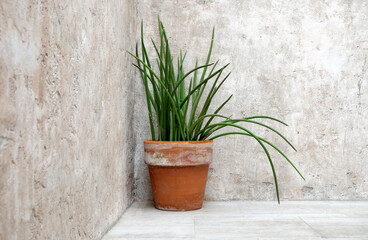 flower pot and old grungy texture, grey concrete wall outdoor background