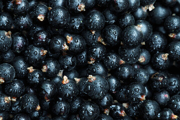 background of black currant berries macro
