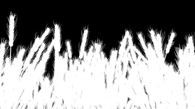 Wheat field, looping 3D animation with alpha mask
