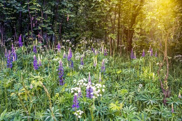 Beautiful flowers of lupine  . glades of wild colorful colors . meadow herbs 