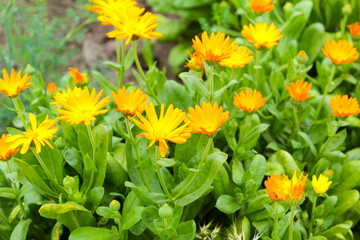 yellow flowers