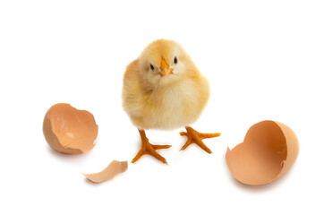 little chicken isolated