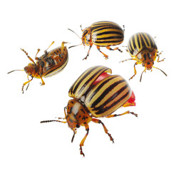 Four Colorado beetles on a white background. Close-up. Isolated on white.