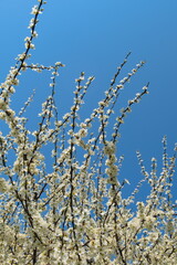 White flowers of a Blackthorn shrub blooming in spring, scientific name Prunus spinosa

