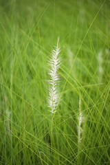 Feather Grass in the meadow inflates the wind. Needle Grass, Selective focus in the grass field